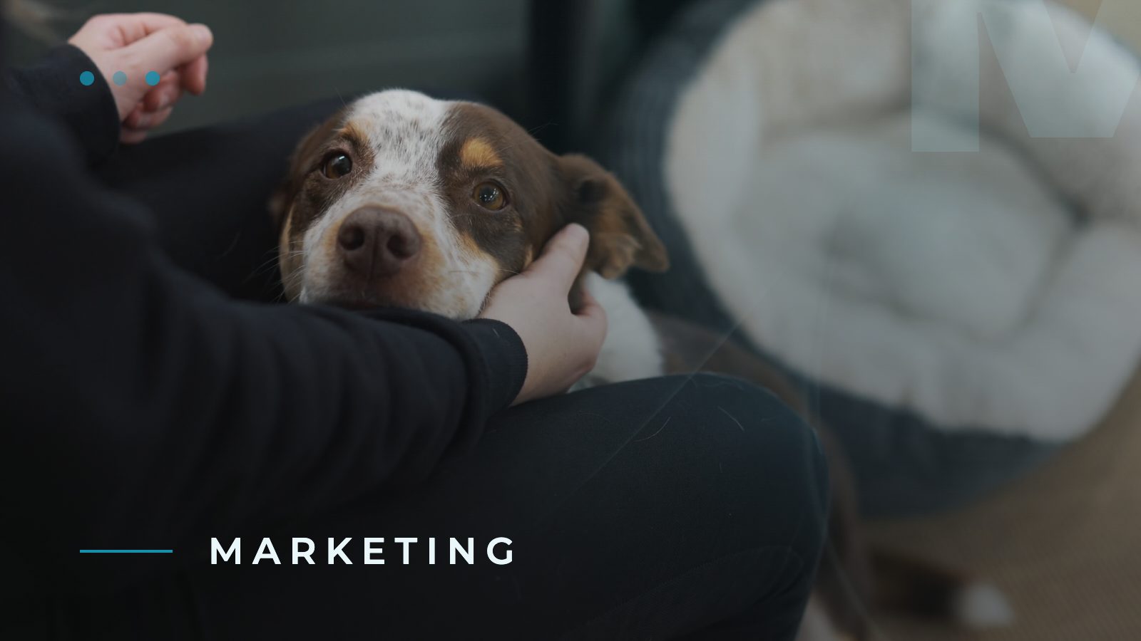 Why Dog-Friendly Breaks Are the UK’s Fastest-Growing Travel Trend