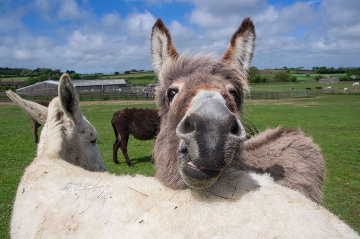 Isle of Wight Donkey Sanctuary